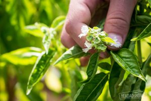 picking flowers from basil-2979