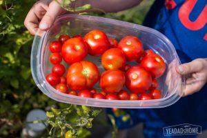 tomato-harvest-2982